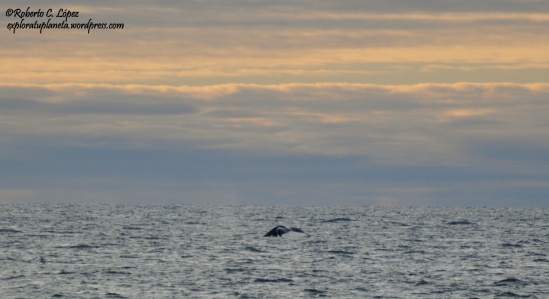 Cola de ballena en la bahía de Disko 