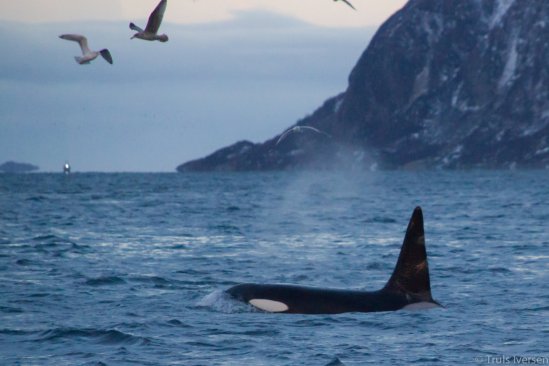 Orca cerca de la costa de Ersfjord