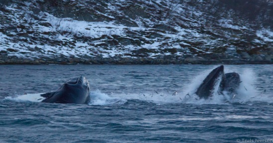 Ballenas alimentándose en Ersfjord
