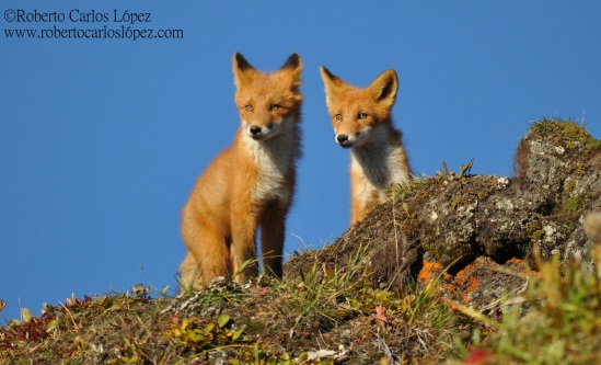 Dos preciosos zorros rojos en la tundra de Kamchatka