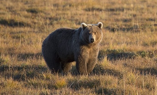 El impresionante oso grizzly cerca de nuestro campamento.